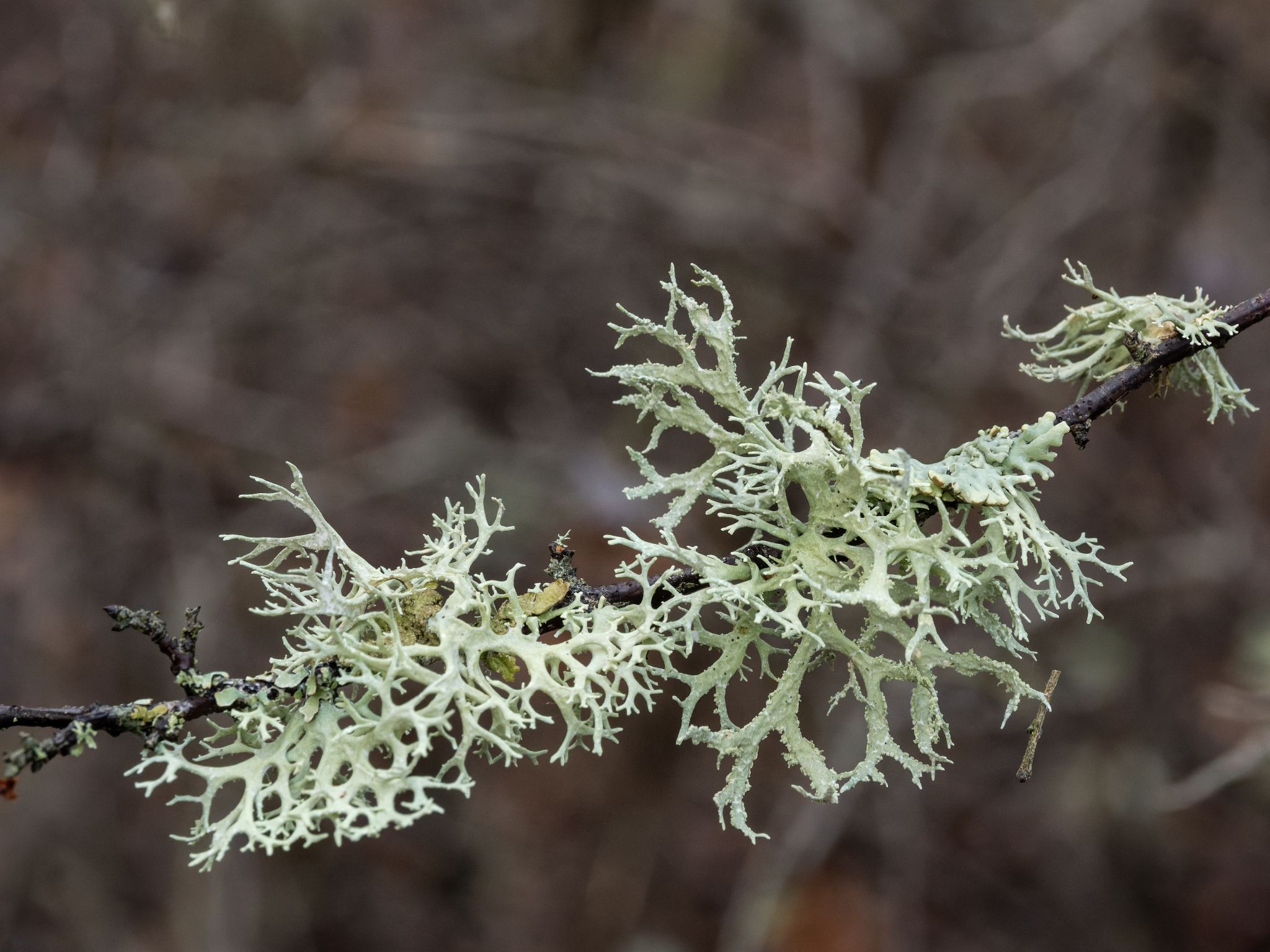 260326 1051 J  2JR0070 DxO DeepPRIME 3